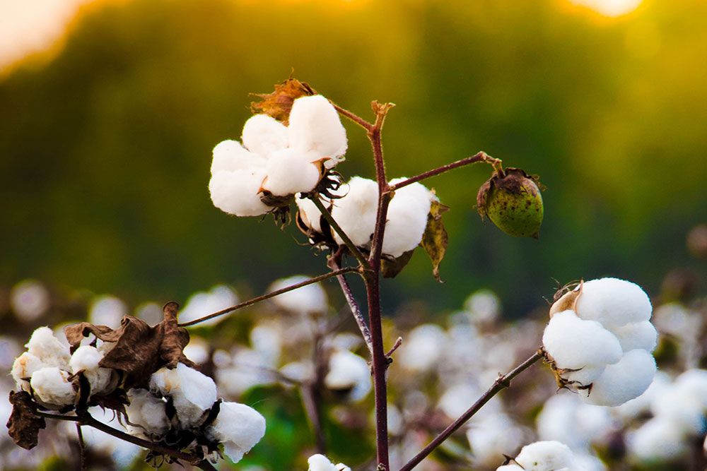 Organic Cotton goes into Sleep and Beyond Sheets and Bedding Products