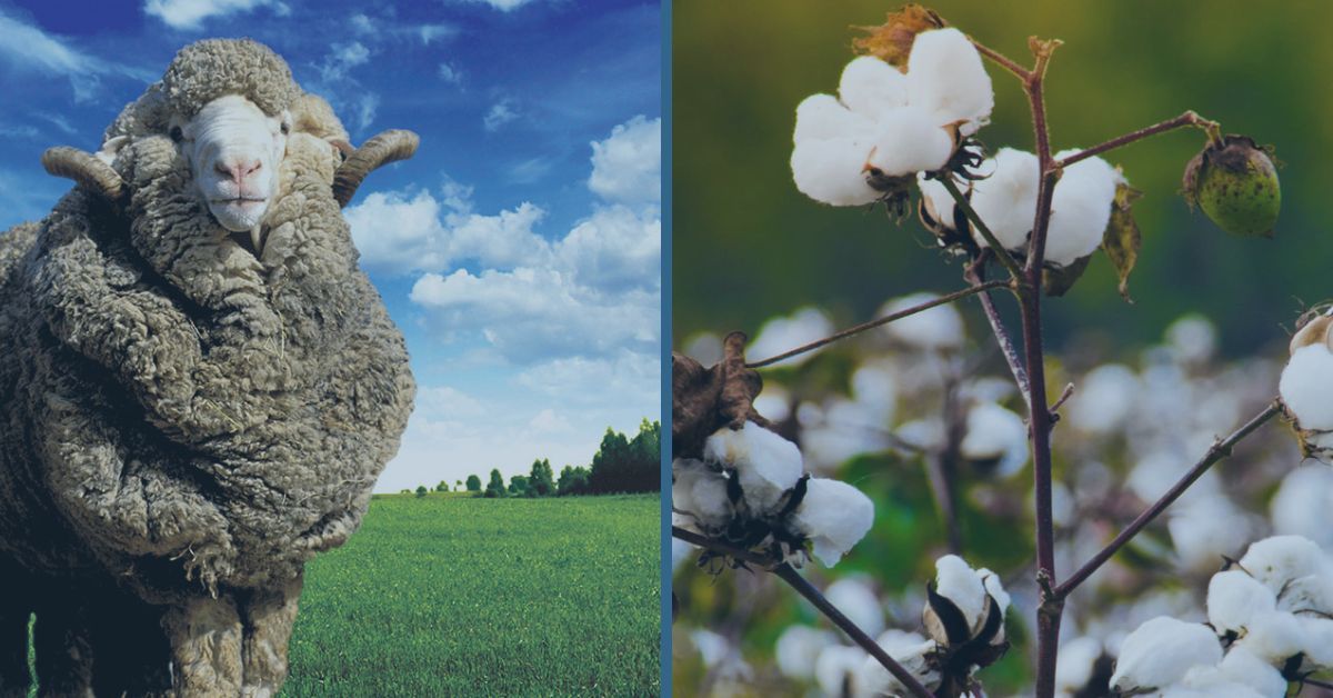 Our Fibers Sleep & Beyond | Merino Wool vs Cotton