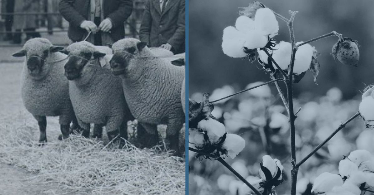 Wool from Shropshire Sheep vs Organic Cotton