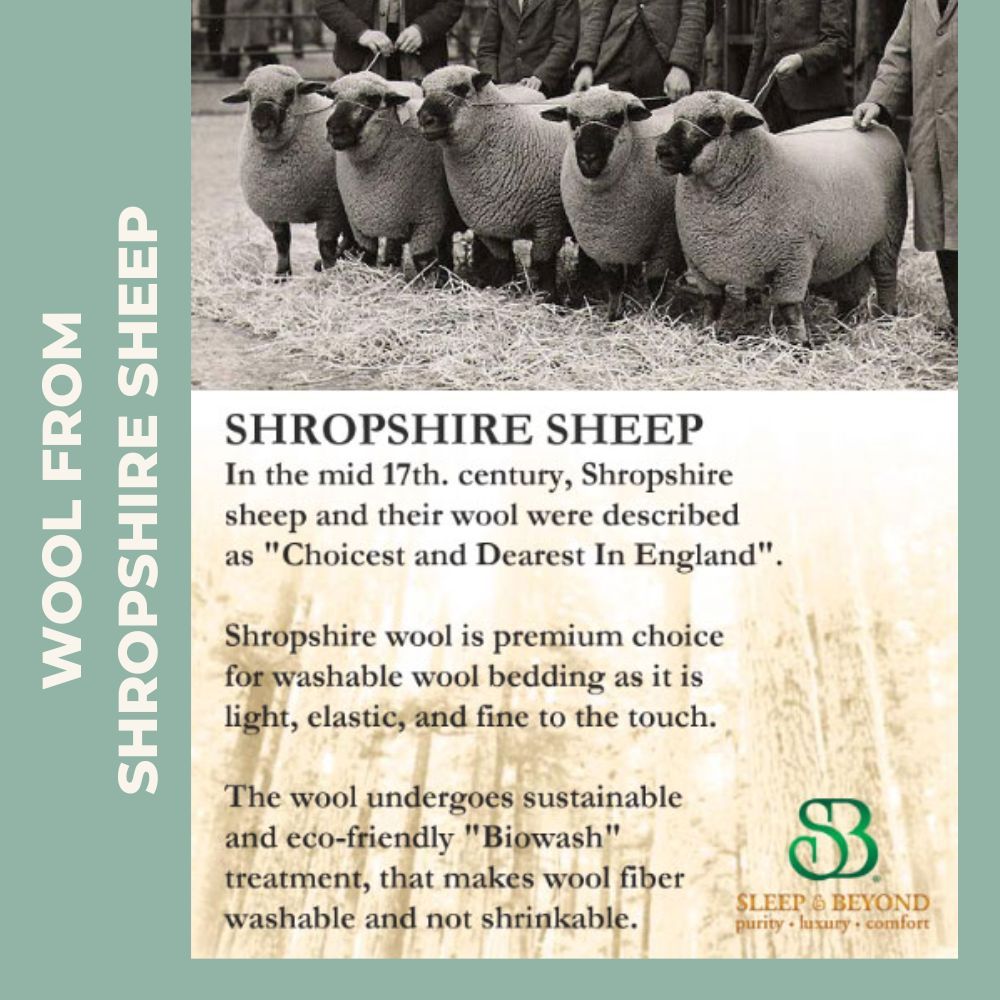 Shropshire sheep were described as "Choicest and Dearest in England" in 17th Century.