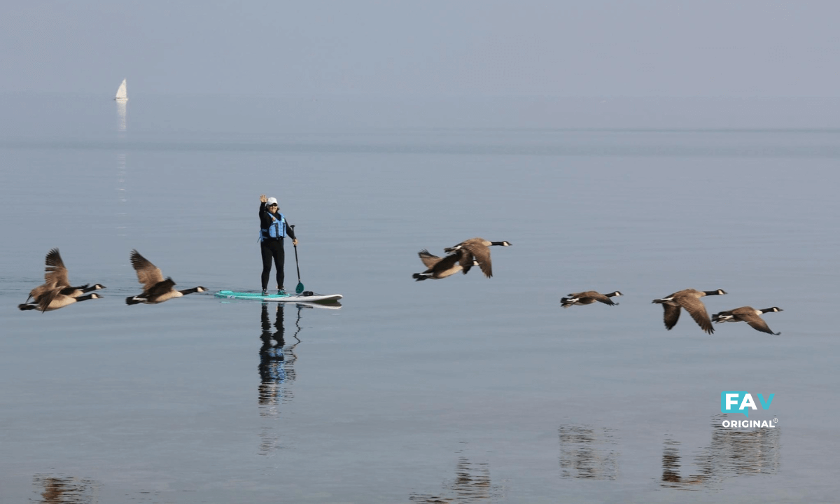 Paddle boarder in Lake Huron waving as flock of geese fly by