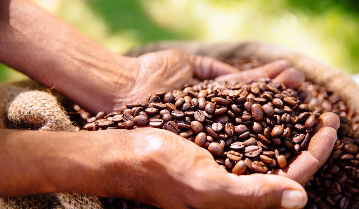 Organic fair trade coffee beans