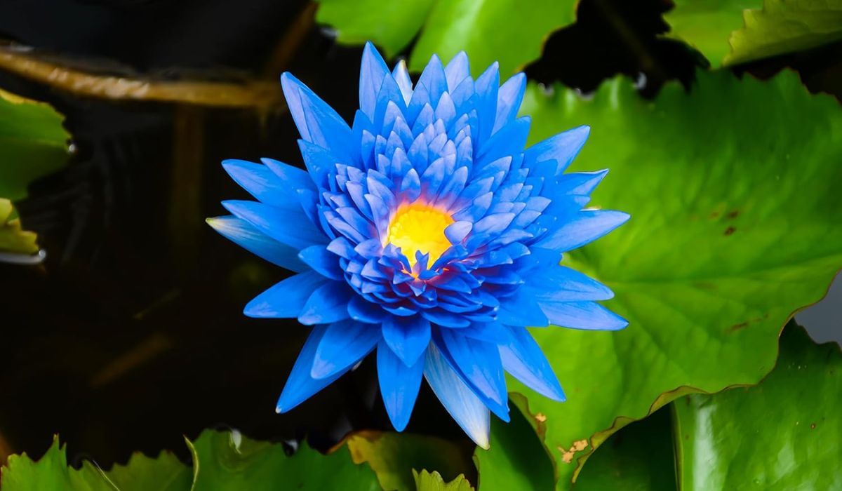 blue lotus flower