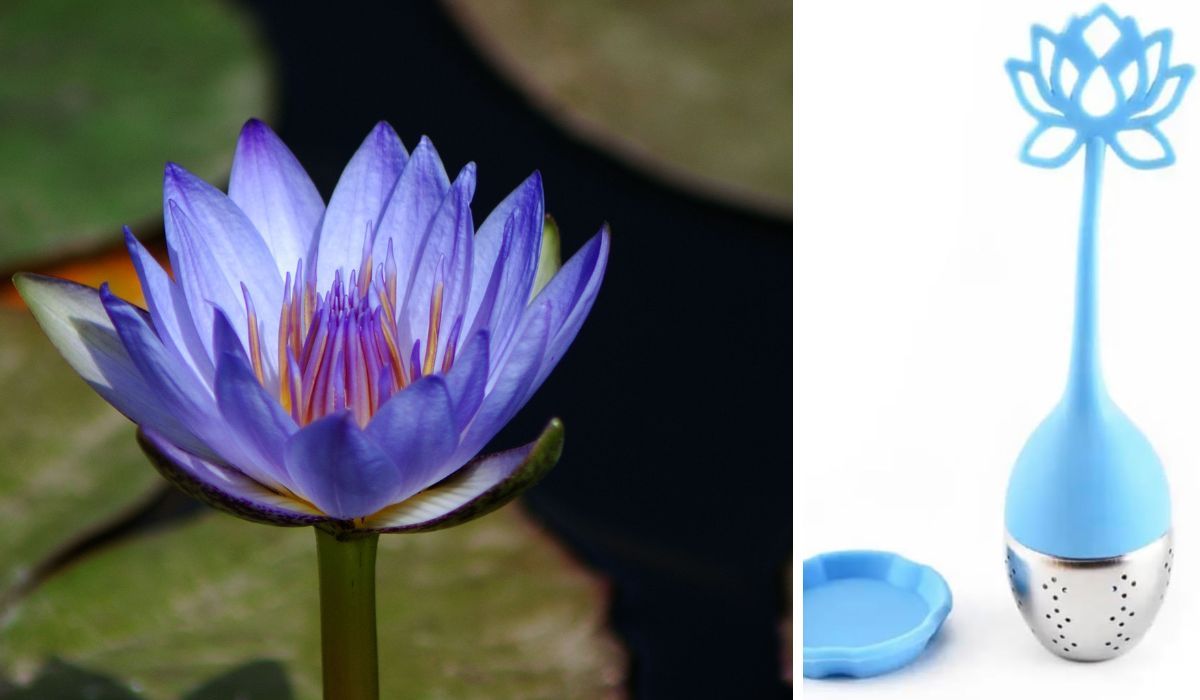 Blue Lotus Tea Infuser