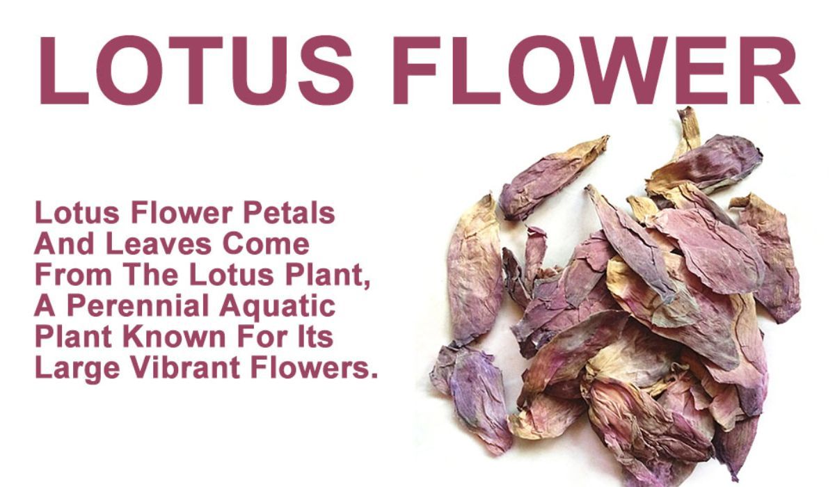 Lotus Flower description "Lotus flower petals and leaves come from the Lotus Plant, a perennial aquatic plant known for its large vibrant flowers."