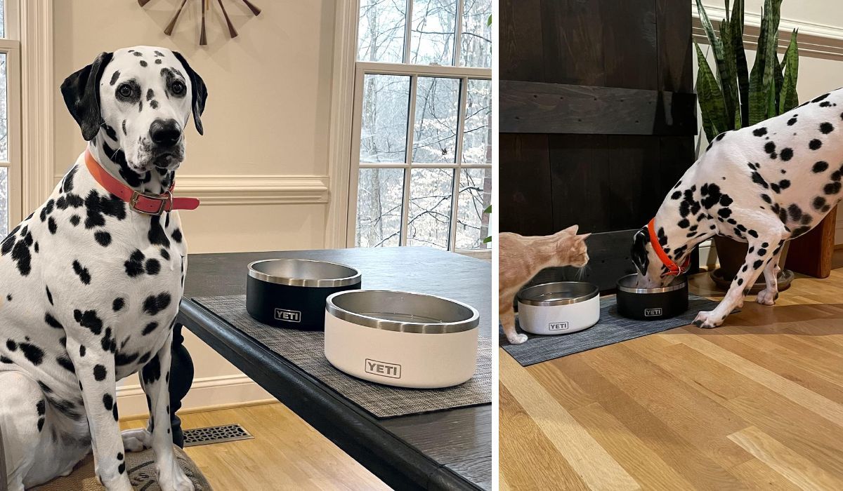 Large Black and White spotted dog with both sizes of Yeti Dog Bowls