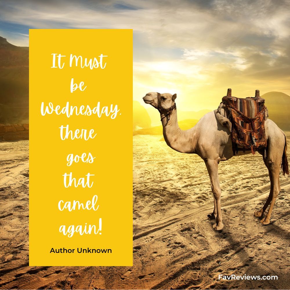 Funny Wednesday Quote:  It must be Wednesday, there goes that camel again! Author Unknown