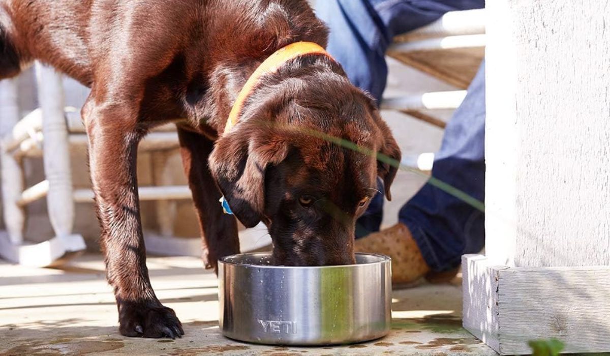 Stainless color Yeti Boomer 8 Dog Bowl