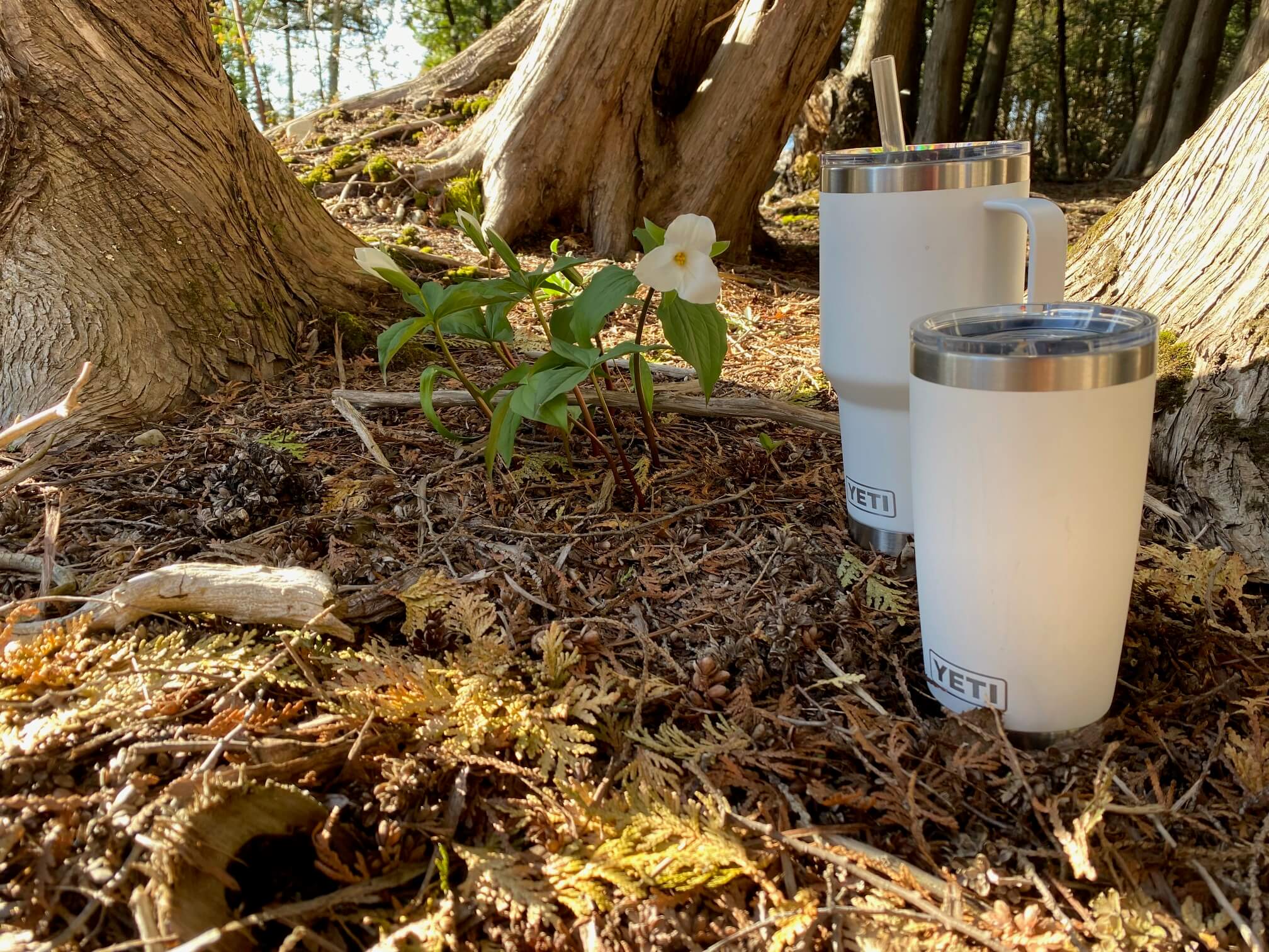 My White Yeti Tumblers and White Trilliums in wooded area near our home.