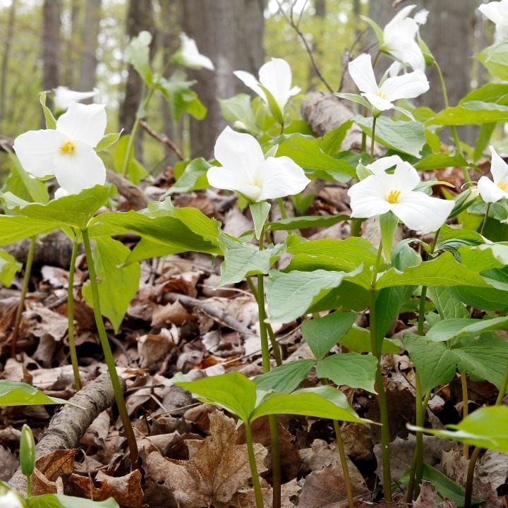 White Trilliums in Wooded area
