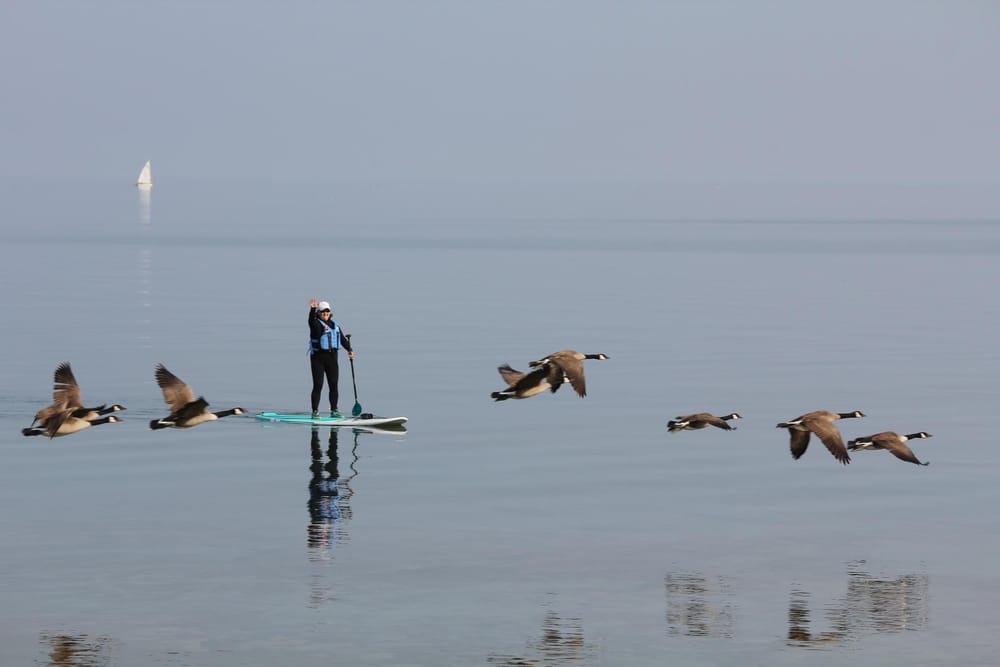 Deborah Clarke, author with FAV Reviews paddleboarding on Lake Huron with flock of geese flying by - for real. NOT AI!