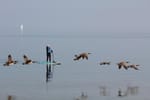 Deborah Clarke, author with FAV Reviews paddleboarding on Lake Huron with flock of geese flying by - for real. NOT AI!